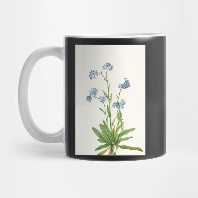 Alpine Forget-me-not - Myosotis alpestris  - botanical illustration by chimakingthings